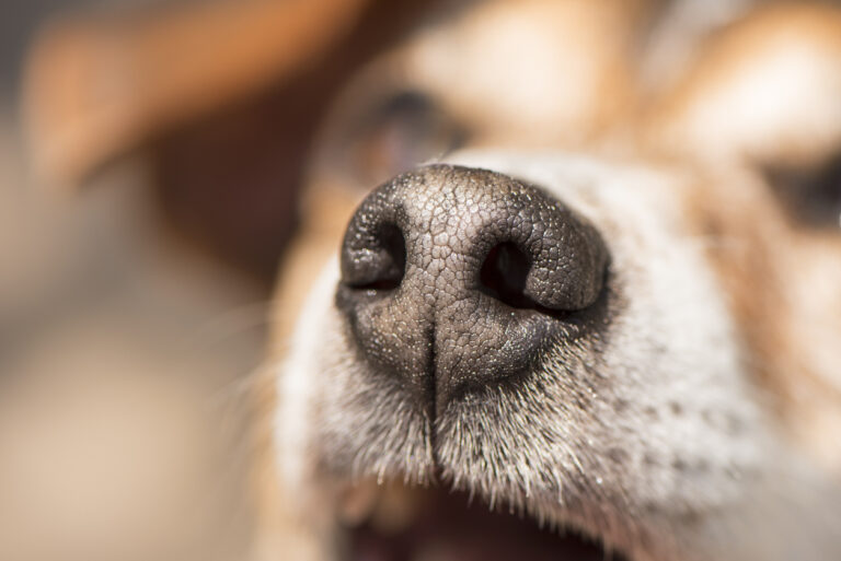 Lire la suite à propos de l’article Détection canine et maladies humaines : comment ça marche ?